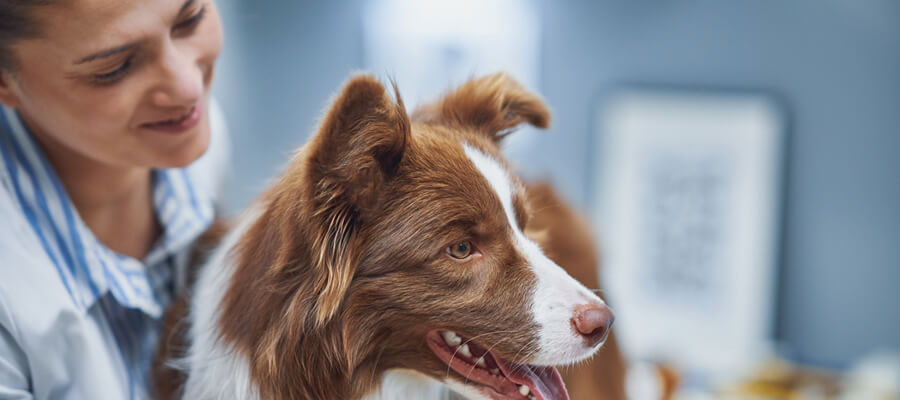 Natural Remedies for Common Dog Health Issues